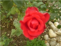 2f5de03c-Picture 773.jpg